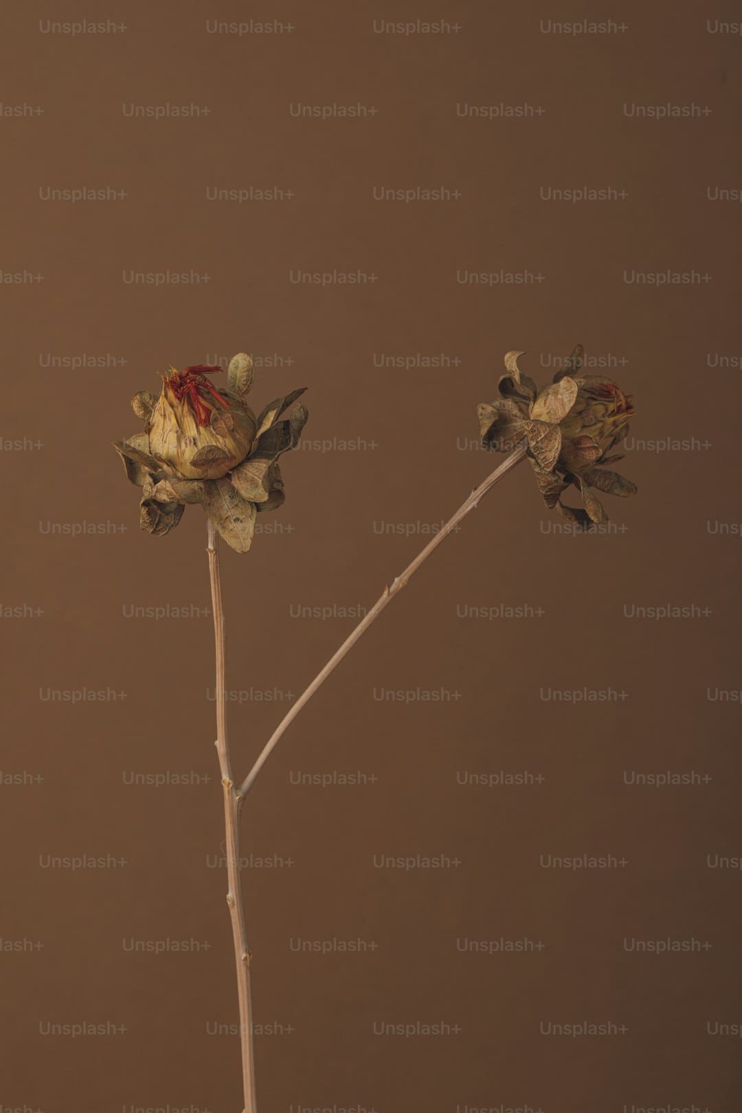 https://img2.utuku.imgcdc.com/650x0/culture/20250811/2e9f7df2-6d17-4236-abc1-2f3638d357d7.jpg